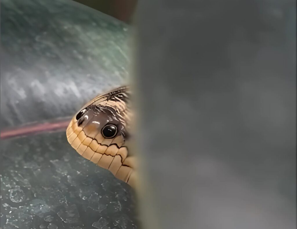 NATURE’S ULTIMATE ILLUSION