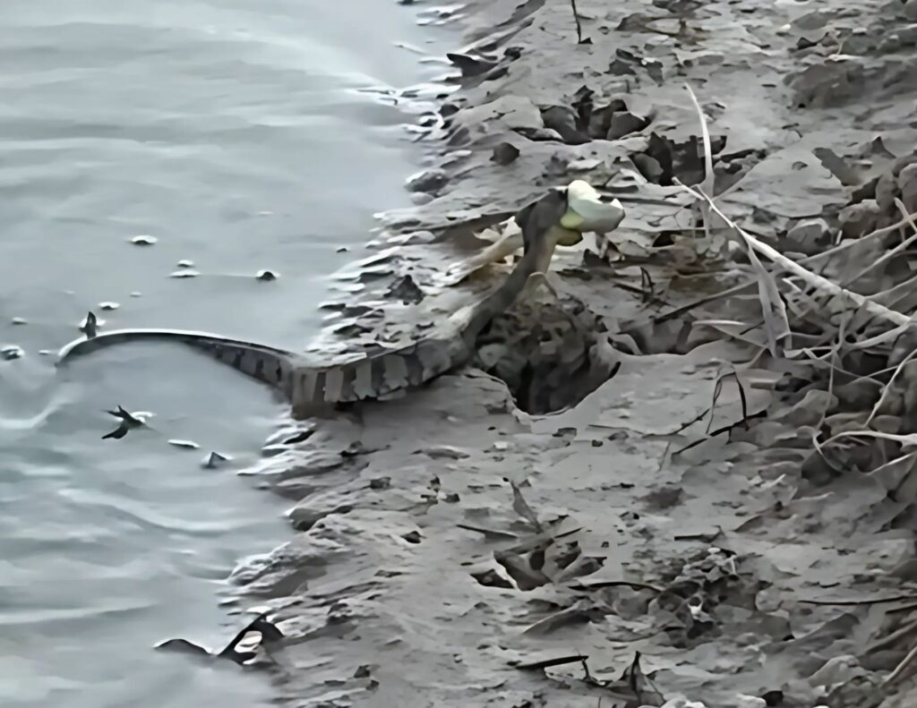 This morning, while feeding fish off the pier, we caught an incredible encounter on camera—a Diamondback Water Snake in action.