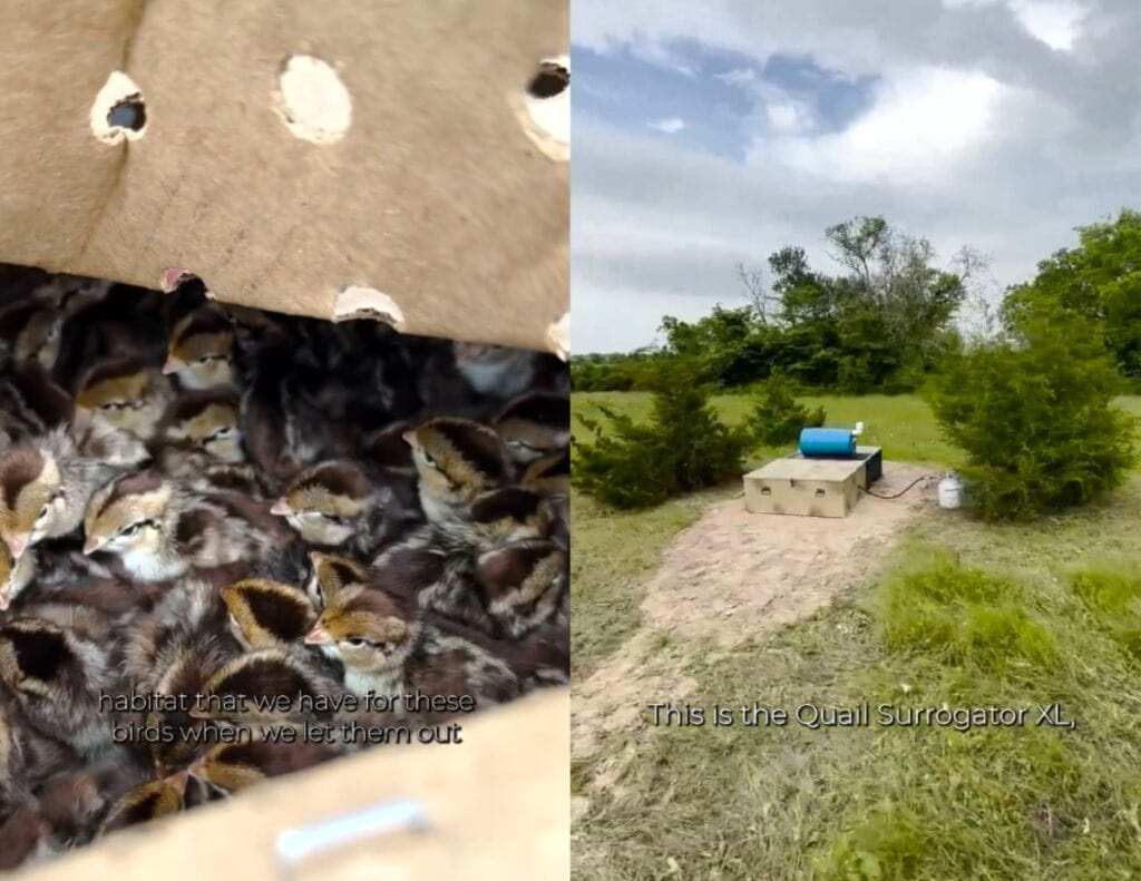 Bobwhite Quail in Texas