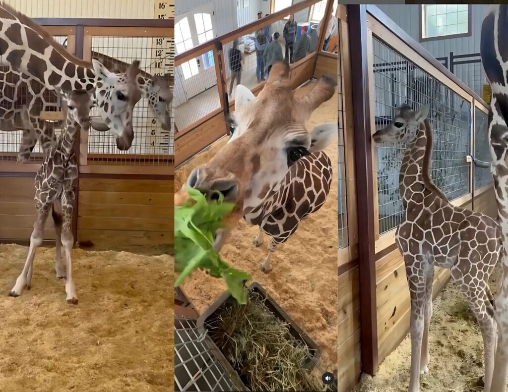 Annie Texas Safari Ranch