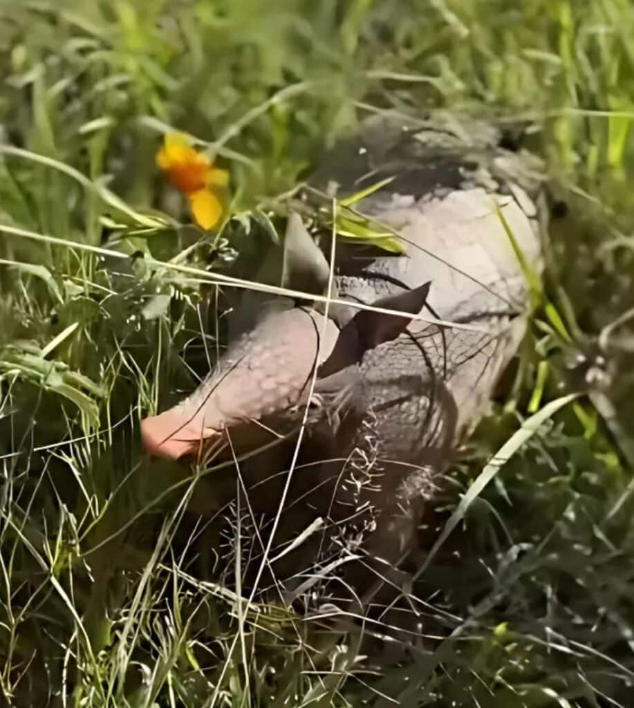 Armadillo World Headquarters