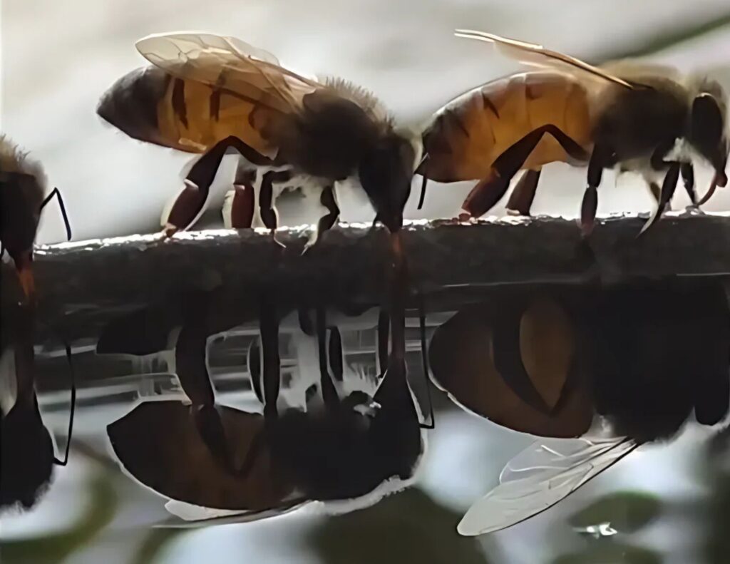 Buzz-Worthy Facts