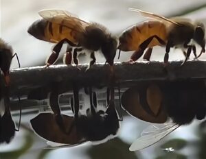 Buzz-Worthy Facts