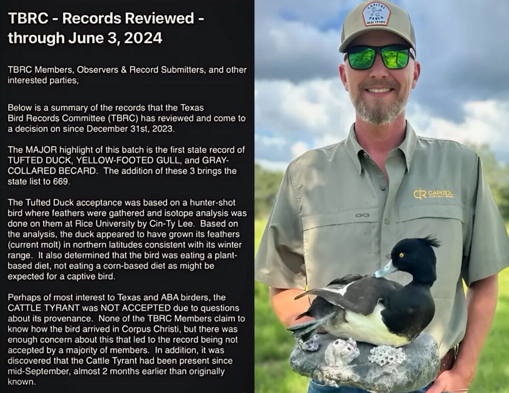 European Tufted Duck