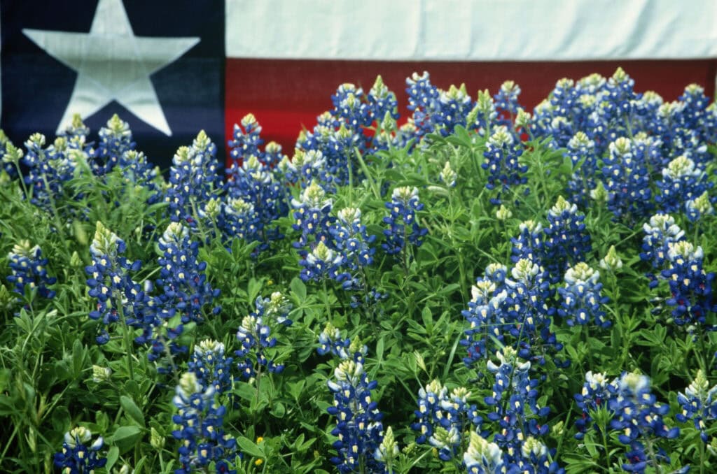 Texas Bluebonnets