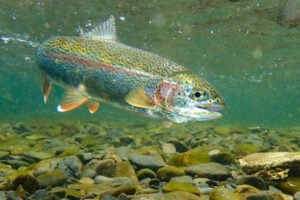 Guadalupe River Fly Fishing Trout