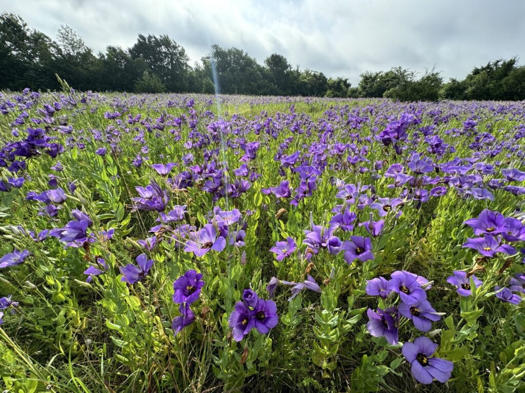 Bluebelle Wildflowers