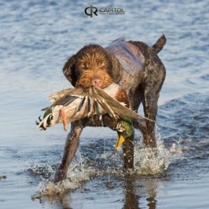 Texas Duck Hunting