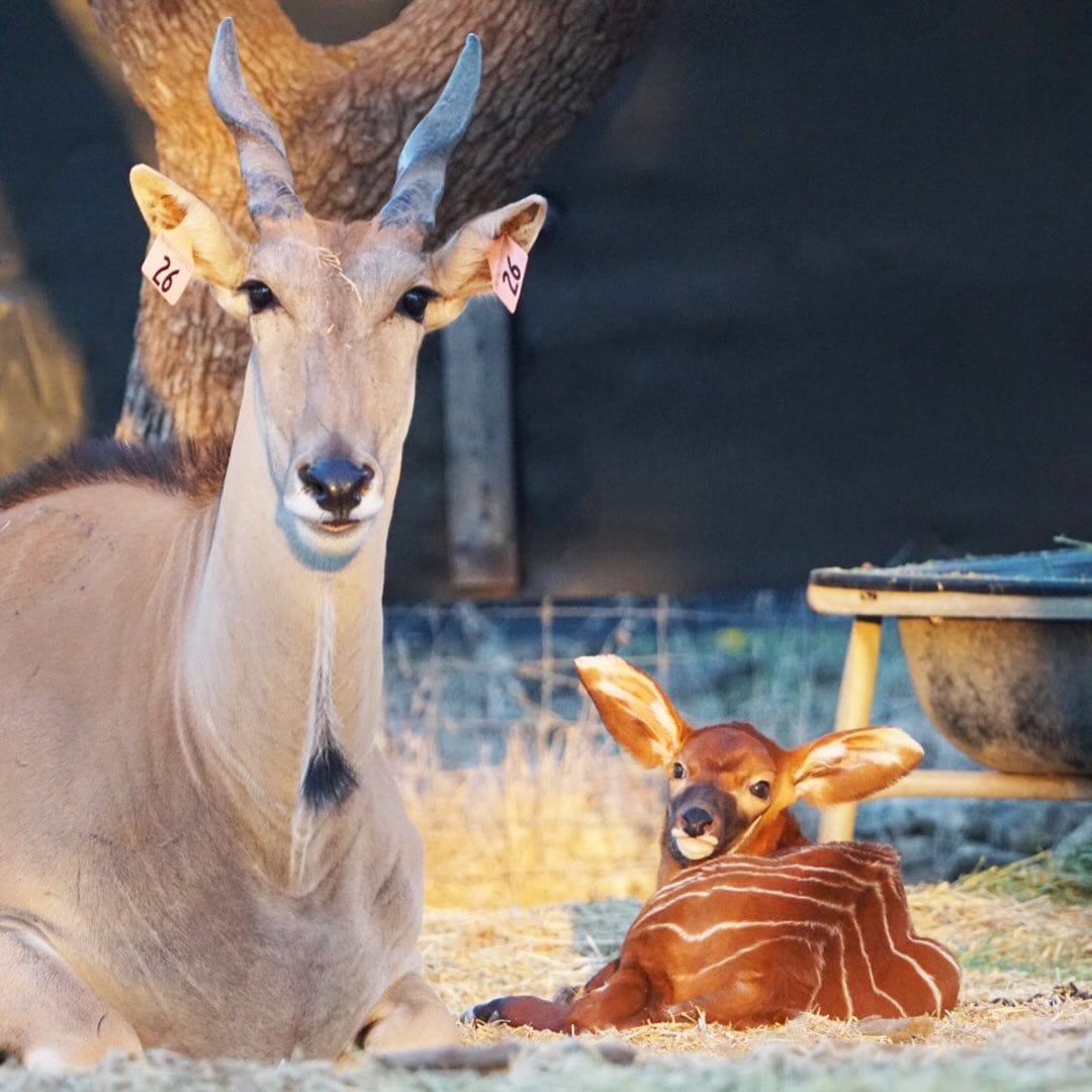 Photo Credit: Infinity Exotic Animals and Exotic Wildlife Veterinary Services / Infinity Exotics (Eland surrogate with Eastern Bongo calf)