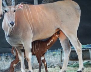 Photo Credit: Infinity Exotic Animals and Exotic Wildlife Veterinary Services / Infinity Exotics (Eland surrogate with Eastern Bongo calf)